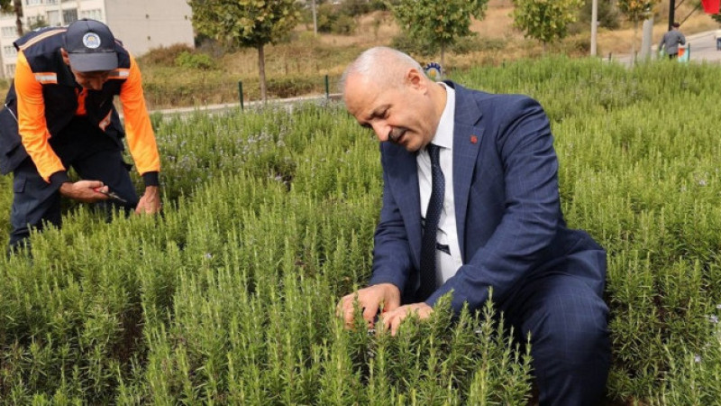 Başkan Büyükgöz’den “Şifa Kapısında” Bitki hasadı