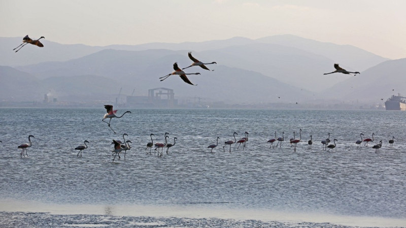 İzmit Körfezi’nde 351 flamingo kanat çırpıyor