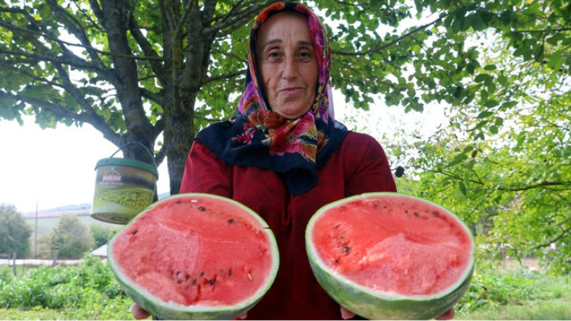 Gebzeli Çiftçilere  karpuz tohumu teslim ediliyor